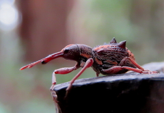 Eurhynchus quadridens