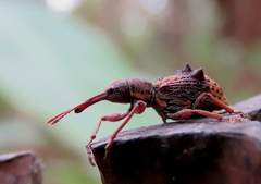 Eurhynchus quadridens