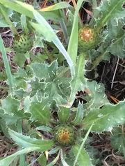 Cirsium quercetorum