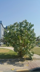 Calotropis procera