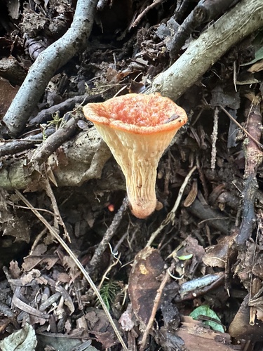 Turbinellus floccosus