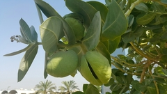 Calotropis procera