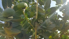 Calotropis procera