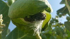 Calotropis procera