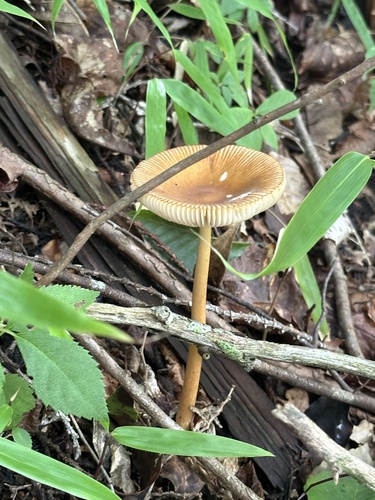 Amanita fulva