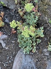 Sedum oregonense