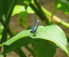Argia vivida