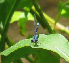 Argia vivida