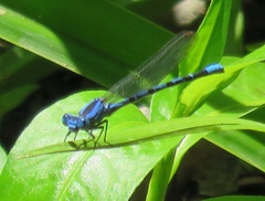 Argia vivida