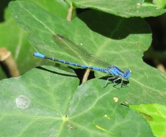 Argia vivida
