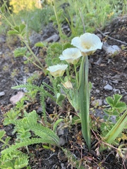 Calochortus subalpinus