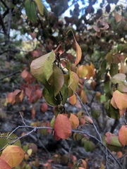 Hymenocardia ulmoides