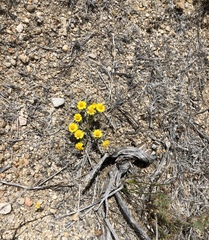 Eriophyllum wallacei