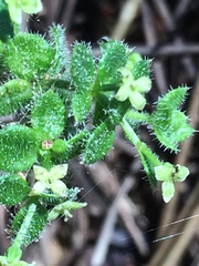 Galium californicum