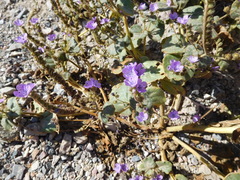 Phacelia pachyphylla