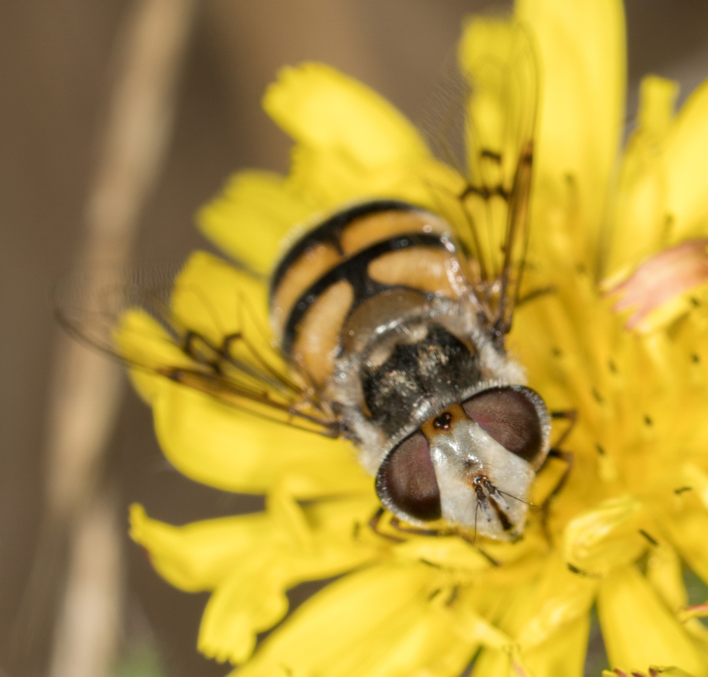 Yellow-spotted Bromeliad Fly