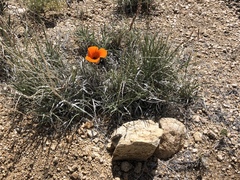 Calochortus kennedyi kennedyi