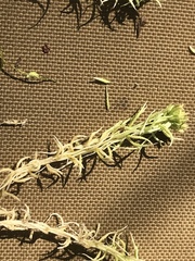 Sphagnum angustifolium