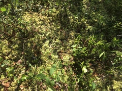 Sphagnum angustifolium