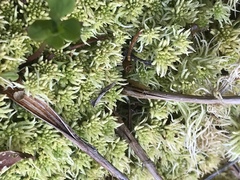 Sphagnum angustifolium