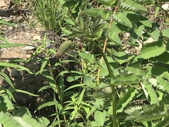 Sanguisorba officinalis