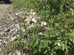 Sanguisorba officinalis