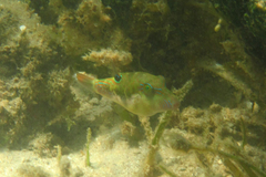 Canthigaster bennetti