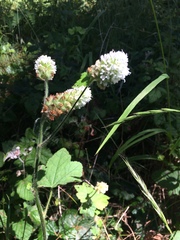 Sidalcea malachroides