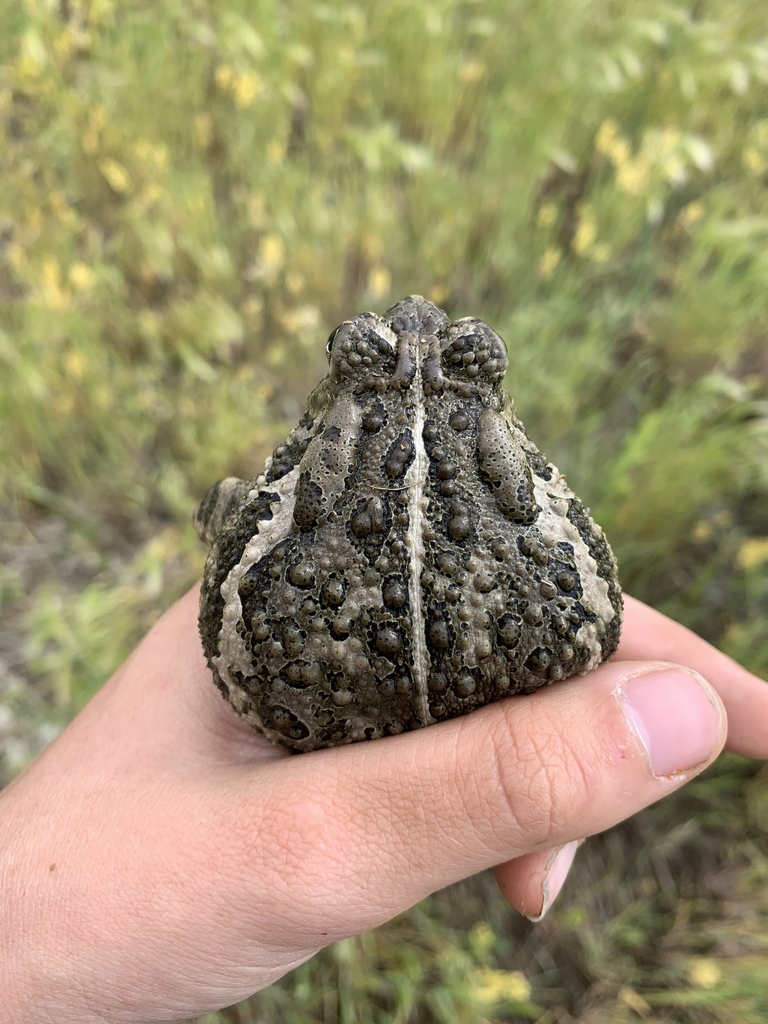 Woodhouse's Toad from Charles M. Russell National Wildlife Refuge ...