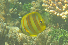 Chaetodon rainfordi