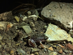 Eleutherodactylus verrucipes