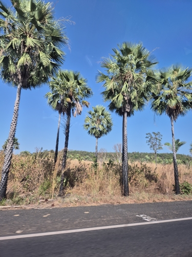Image of Carnauba Wax Palm (Copernicia prunifera) by (c) Christoph Moning, some rights reserved (CC BY)
