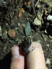 Eleutherodactylus verrucipes