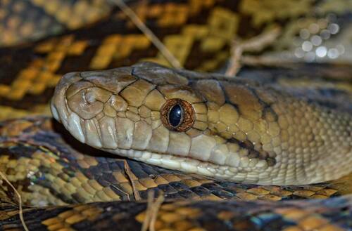 Australian Scrub Python sighting