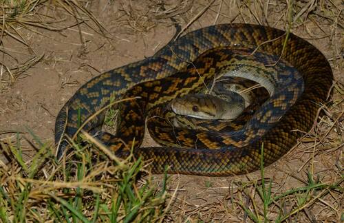 Australian Scrub Python sighting