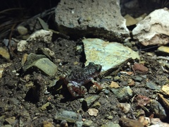 Eleutherodactylus verrucipes