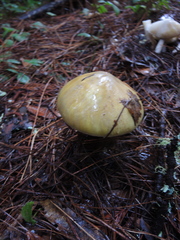 Amanita phalloides