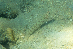 Ctenogobiops pomastictus