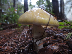 Amanita phalloides