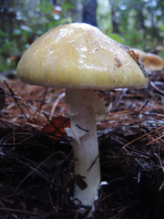 Amanita phalloides