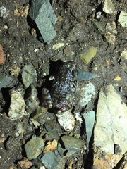 Eleutherodactylus verrucipes