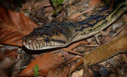 Australian Scrub Python sighting