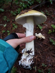 Amanita phalloides