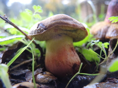 Xerocomellus dryophilus