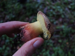 Xerocomellus dryophilus