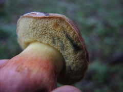 Xerocomellus dryophilus