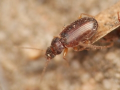 Trechus quadristriatus