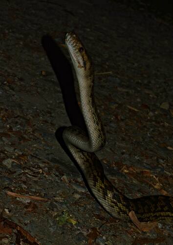 Australian Scrub Python sighting