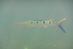 Hemiramphus far