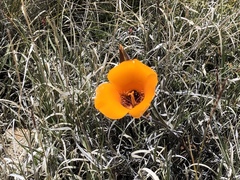 Calochortus kennedyi kennedyi